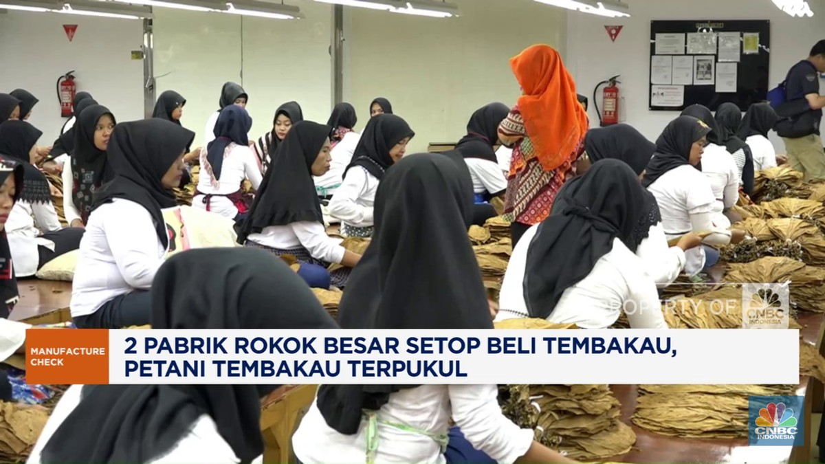 Video: 2 Pabrik Rokok Besar Setop Beli Tembakau, Petani Terpukul